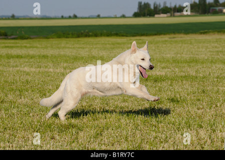 Berger Blanc chien (Canis lupus familiaris) à travers un pré Banque D'Images