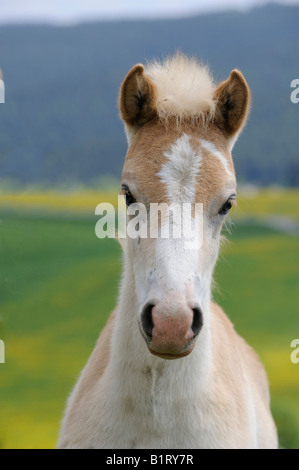 Portrait d'un Haflinger (Equus caballus) poulain Banque D'Images