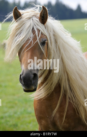 Portrait d'un Haflinger (Equus caballus) mare Banque D'Images