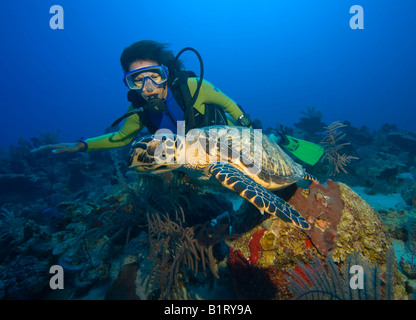 La tortue imbriquée (Eretmochelys imbricata) et de plongée sous marine, des Caraïbes, le Honduras, Amérique Centrale Banque D'Images