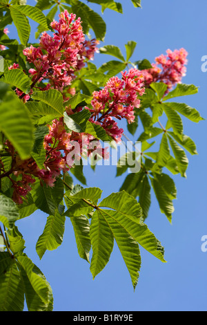 Le Marronnier rouge s'épanouit, Buckeye Aesculus carnea), (Allemagne, Europe Banque D'Images