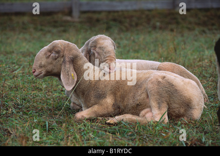 Le mouton domestique (Ovis orientalis bélier), plateau de Mieming, Tyrol du Nord, l'Autriche, Europe Banque D'Images