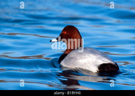 Fuligule Milouin (Aythya ferina), Schwaz, Tyrol, Autriche, Europe Banque D'Images