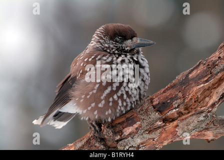 (Nucifraga caryocatactes Spotted Nutcracker), Schwaz, Tyrol, Autriche, Europe Banque D'Images