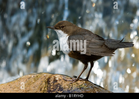 White-throated Dipper (Cinclus cinclus), Wolfsklamm, Stans, Tyrol du Nord, l'Autriche, Europe Banque D'Images