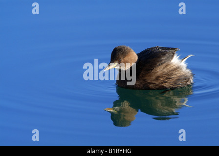 Grèbe castagneux (Tachybaptus ruficollis), fleuve Isar près de Bad Toelz, Bavaria, Germany, Europe Banque D'Images