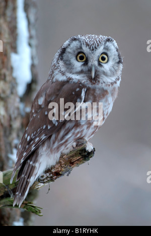 La Chouette de Tengmalm (Aegolius funereus), Parc National de la forêt bavaroise, Bavière, Allemagne Banque D'Images