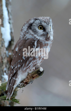 La Chouette de Tengmalm (Aegolius funereus), Parc National de la forêt bavaroise, Bavière, Allemagne Banque D'Images