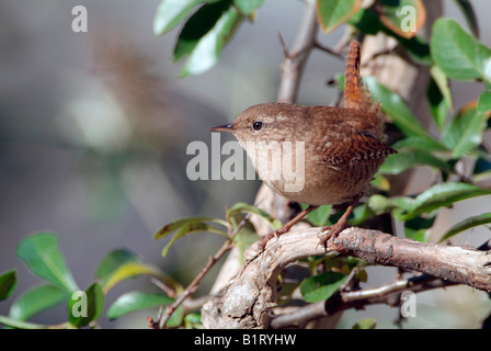 Le Troglodyte mignon, le nord de l'Wren (Troglodytes troglodytes) perché sur une branche, Schwaz, Tyrol, Autriche, Europe Banque D'Images