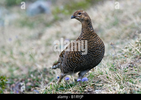 Tétras, Spartacus ou Gris Hen (Lyrurus tetrix), Ladiz, gamme de Karwendel, Tyrol, Autriche, Europe Banque D'Images