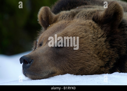 Ours brun (Ursus arctos), dans le parc national Bayerischer Wald, Parc National de la forêt bavaroise, Bavaria, Germany, Europe Banque D'Images