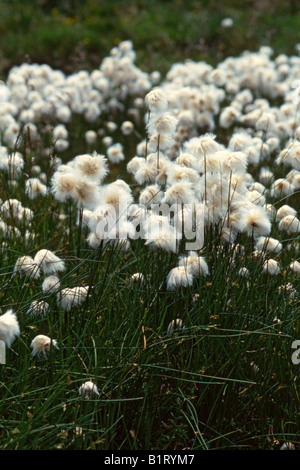 Les linaigrettes (Eriophorum scheuchzeri blanc), Landhaus, Tyrol, Autriche, Europe Banque D'Images