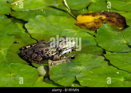 Grenouille comestible (Pelophylax kl. esculentus) Banque D'Images