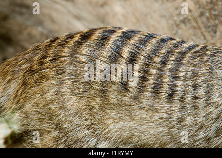 Mongoose bagués (Mungos mungo), le Zoo de Salzbourg, Salzbourg, Autriche, Europe Banque D'Images