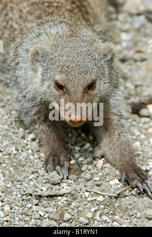 Mongoose bagués (Mungos mungo), le Zoo de Salzbourg, Salzbourg, Autriche, Europe Banque D'Images