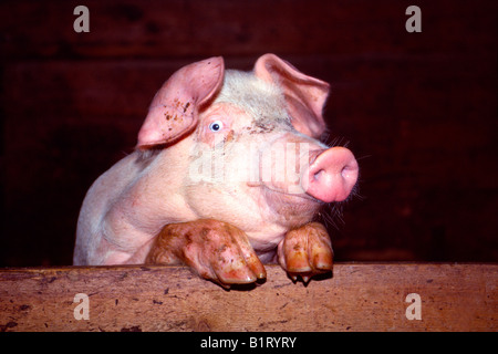 Porc domestique (Sus scrofa domestica), Eng-Alm, Tyrol, Autriche, Europe Banque D'Images