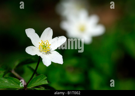 L'Anémone des bois, Windflower, Arum Creticum européenne (Anemone nemerosa) à Mindelheim, Bavaria, Germany, Europe Banque D'Images