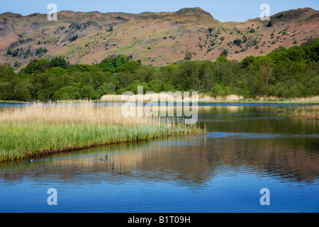 Au début du printemps de l'eau Elter couleurs En mai autour du lac Le The Langdales en distance, le "Lake District" Cumbria England UK Banque D'Images