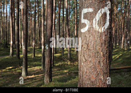 Les arbres numérotés dans Darsswald Darss, Forêt, foresterie, Nationalpark Vorpommersche Boddenlandschaft, Poméranie occidentale Lagoon Area Banque D'Images