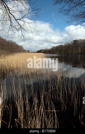 Darsswald Prerowstrom Ruisseau dans la forêt, Darss Zingst, estuaire, Prerow sur Darss, Mecklembourg-Poméranie-Occidentale, Allemagne, Eur Banque D'Images