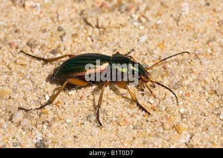 Doré ou or Zabre (Carabus auratus), le Schleswig-Holstein, Allemagne, Europe Banque D'Images