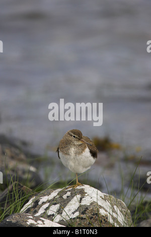 Actitis hypoleucos Common Sandpiper perché sur le lichen couverts rock aux côtés de Loch Spelve, l'Ecosse en mai. Banque D'Images