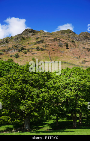 Loughrigg Fells au printemps vu de la rive, la Tarn Loughrigg 'Lake District Cumbria England UK Banque D'Images