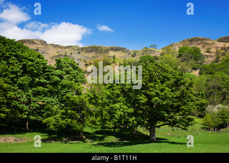 Les Fells Loughrigg au printemps vu de Loughrigg Tarn Rive, le "Lake District" Cumbria England UK Banque D'Images