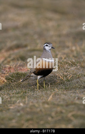 Charadrius morinellus femme « récent article sur l'interdiction de la toundra à Carn Mor, l'Ecosse en mai. Banque D'Images