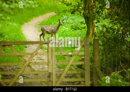 Un chevreuil traverser un chemin forestiers à Ambleside Cumbria UK Banque D'Images