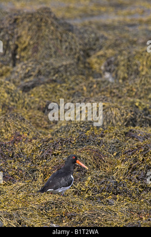 Huîtrier pie Haematopus ostralegus assis sur la plage parmi les algues à Loch Spelve, Mull, l'Ecosse en mai. Banque D'Images