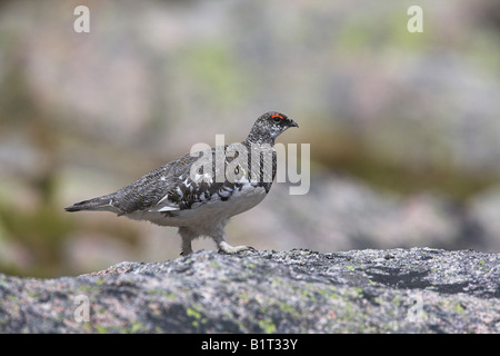 Le lagopède alpin Lagopus mutus homme marche sur couverts de lichen rock en Ecosse, Cairngorms en mai. Banque D'Images