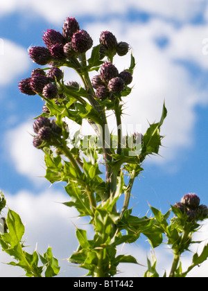 Marsh Thistle la floraison en Angleterre Banque D'Images