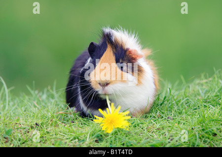 Cobaye domestique sur pré, mangeant une fleur de pissenlit Banque D'Images
