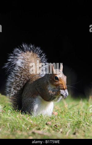 L'écureuil gris Sciurus carolinensis sur l'alimentation au sol Bedfordshire Potton Banque D'Images