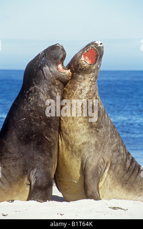 Deux jeunes éléphants de mer du Sud - combats / Mirounga leonina Banque D'Images