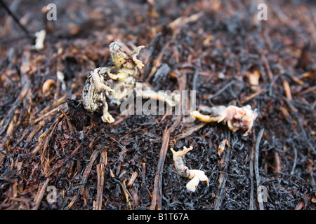 Une grenouille tué par un feu au-dessus de la lande, Littleborough UK après une longue sécheresse de printemps. Banque D'Images