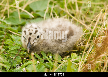 Petit Poussin Noir Goéland marin sur l'île de Walney, Royaume-Uni Banque D'Images