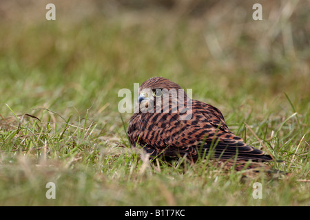 Les jeunes Kestrel Falco tinnunculus dans champ de foin Bedfordshire Potton Banque D'Images