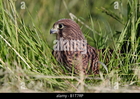 Les jeunes Kestrel Falco tinnunculus dans grass Bedfordshire Potton Banque D'Images