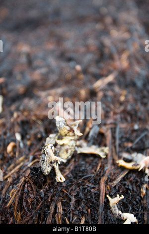 Une grenouille tué par un feu au-dessus de la lande, Littleborough UK après une longue sécheresse de printemps. Banque D'Images