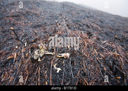 Une grenouille tué par un feu au-dessus de la lande, Littleborough UK après une longue sécheresse de printemps. Banque D'Images