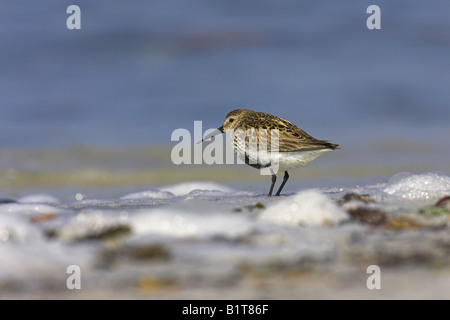 Le bécasseau variable Calidris alpina en plumage d'été à gué le long du littoral sur North Uist, Scotland en mai. Banque D'Images