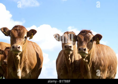 Seul champion du troupeau de bovins Limousin allaitante Banque D'Images