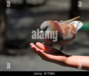 Une colombe colorés est alimentée par les touristes dans le centre-ville du vieux San Juan, Puerto Rico Banque D'Images