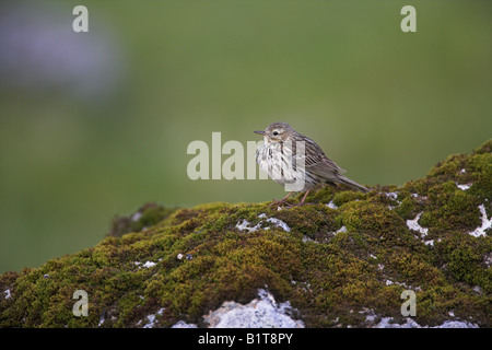 Meadow Pipit spioncelle Anthus pratensis perché sur moss couverts rock aux côtés de Loch Spelve, Mull, l'Ecosse en mai. Banque D'Images