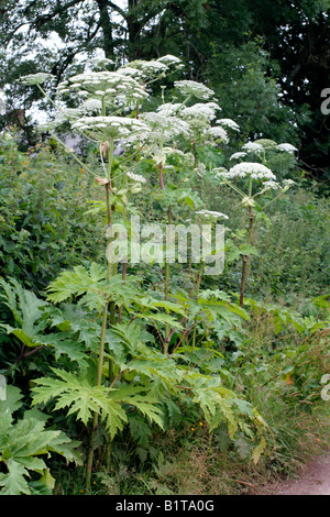 La berce du Caucase Heracleum mantegazzianum Banque D'Images