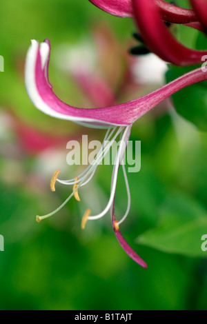 LONICERA PERICLYMENUM RED GABLES Banque D'Images