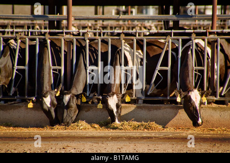 Les vaches Holstein line jusqu'à manger du foin sur une ferme laitière à Merced en Californie Banque D'Images
