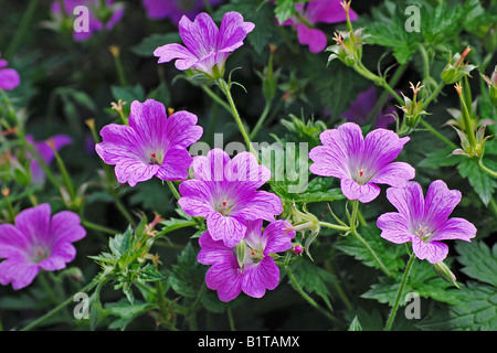 Geranium oxonianum 'Claridge Druce' Banque D'Images